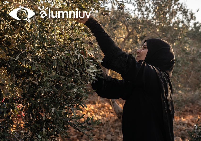 Imatge del esdeveniment:Dona amb hijab i túnica negra collint olives